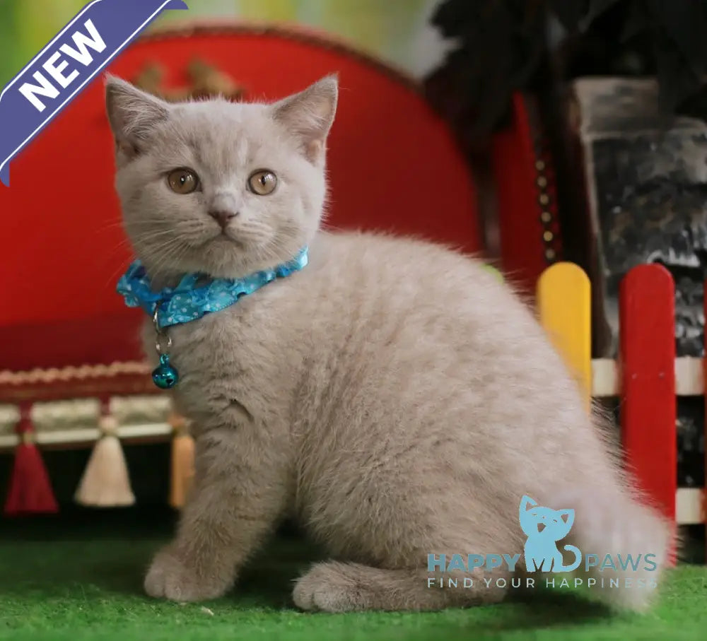 Lucas British Shorthair male lilac live animals