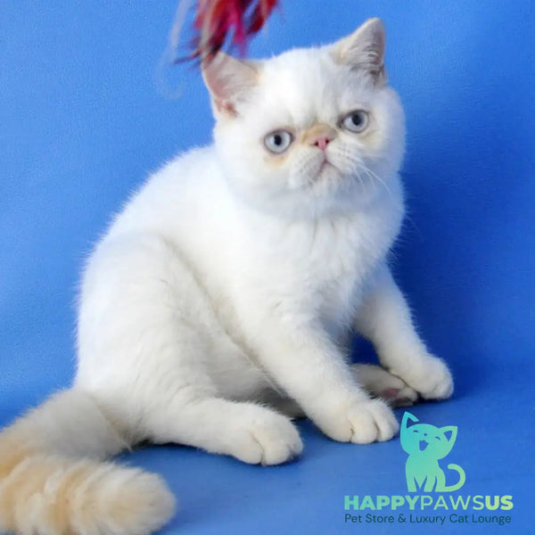 Lucas Exotic male cream pointed - live animals