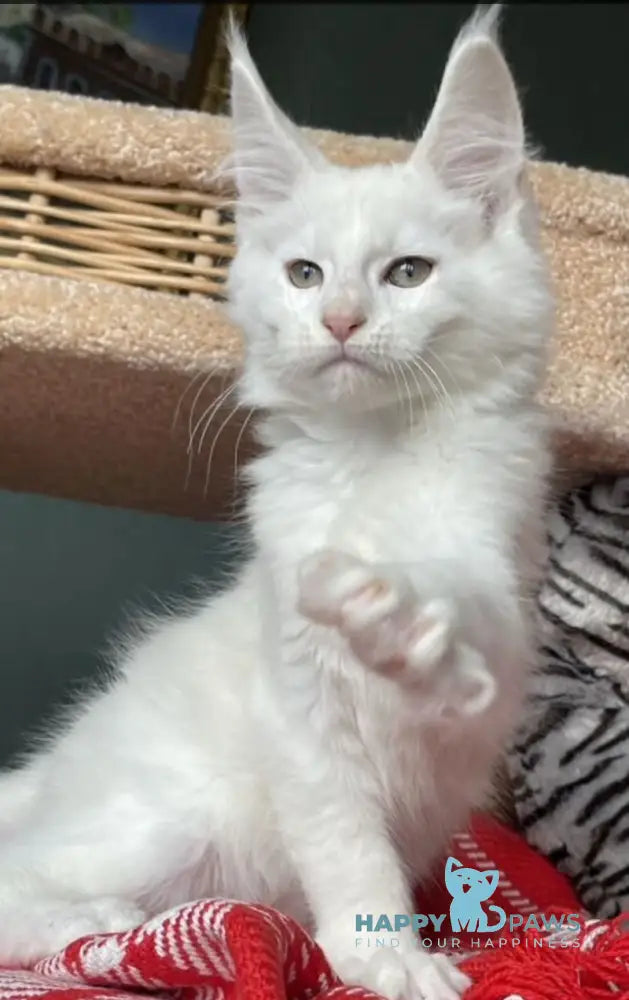 Lucas Maine Coon male cream silver shaded live animals