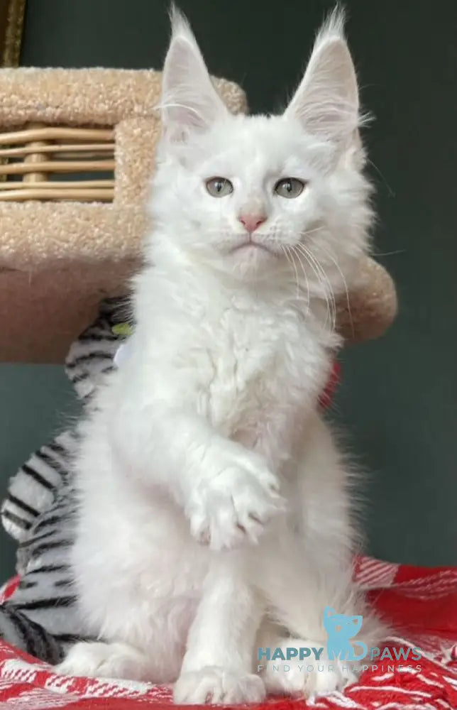 Lucas Maine Coon male cream silver shaded live animals