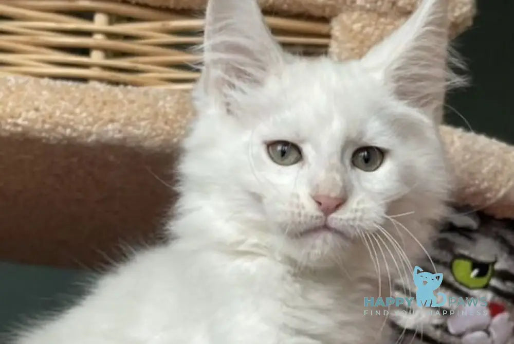 Lucas Maine Coon male cream silver shaded live animals
