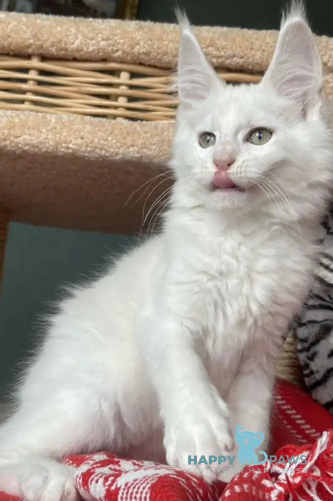 Lucas Maine Coon male cream silver shaded live animals