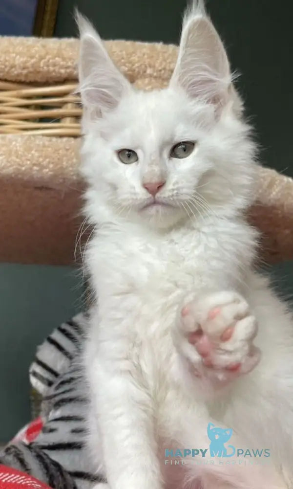 Lucas Maine Coon male cream silver shaded live animals