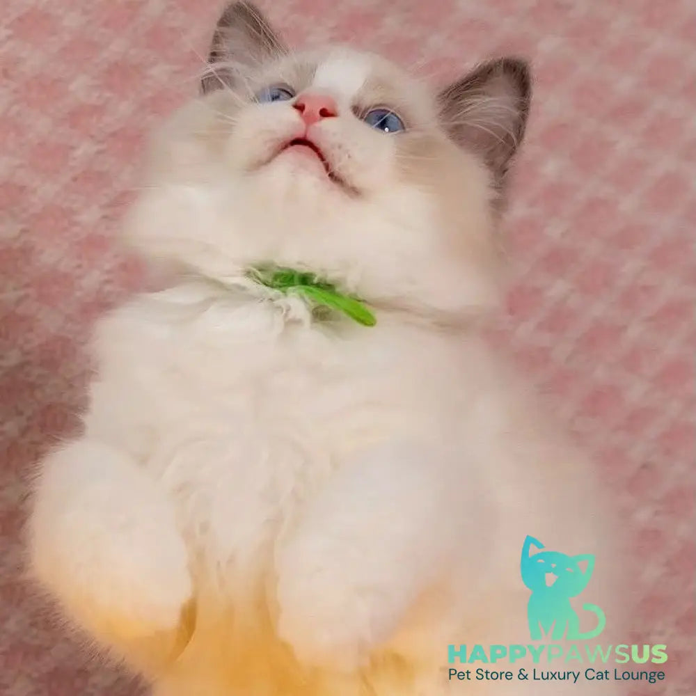 Lucas Ragdoll male blue bicolour - live animals