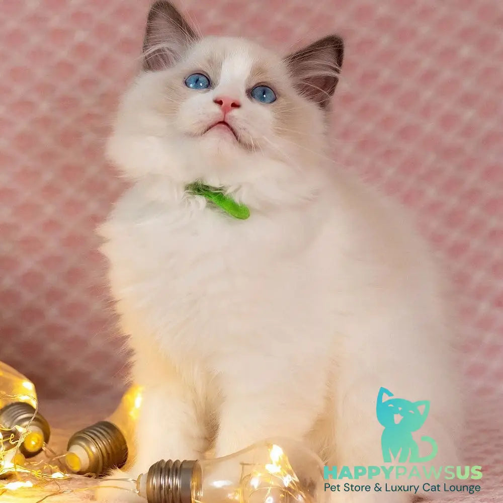Lucas Ragdoll male blue bicolour - live animals