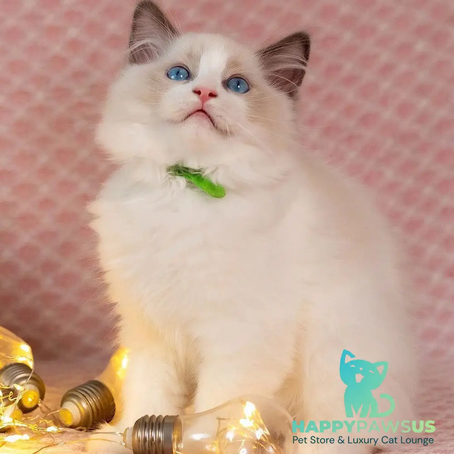 Lucas Ragdoll male blue bicolour - live animals