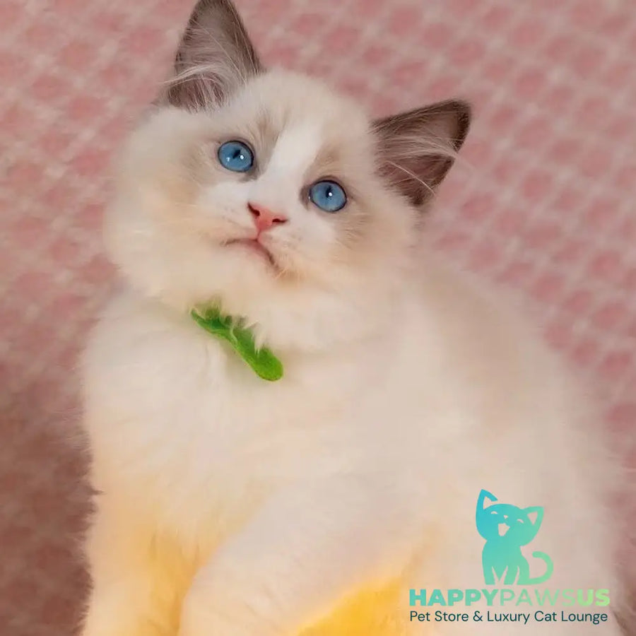 Lucas Ragdoll male blue bicolour - live animals