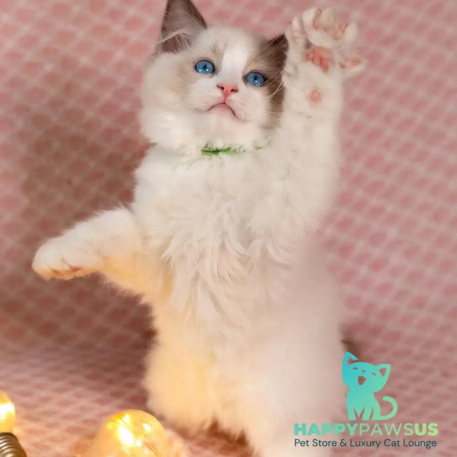Lucas Ragdoll male blue bicolour - live animals