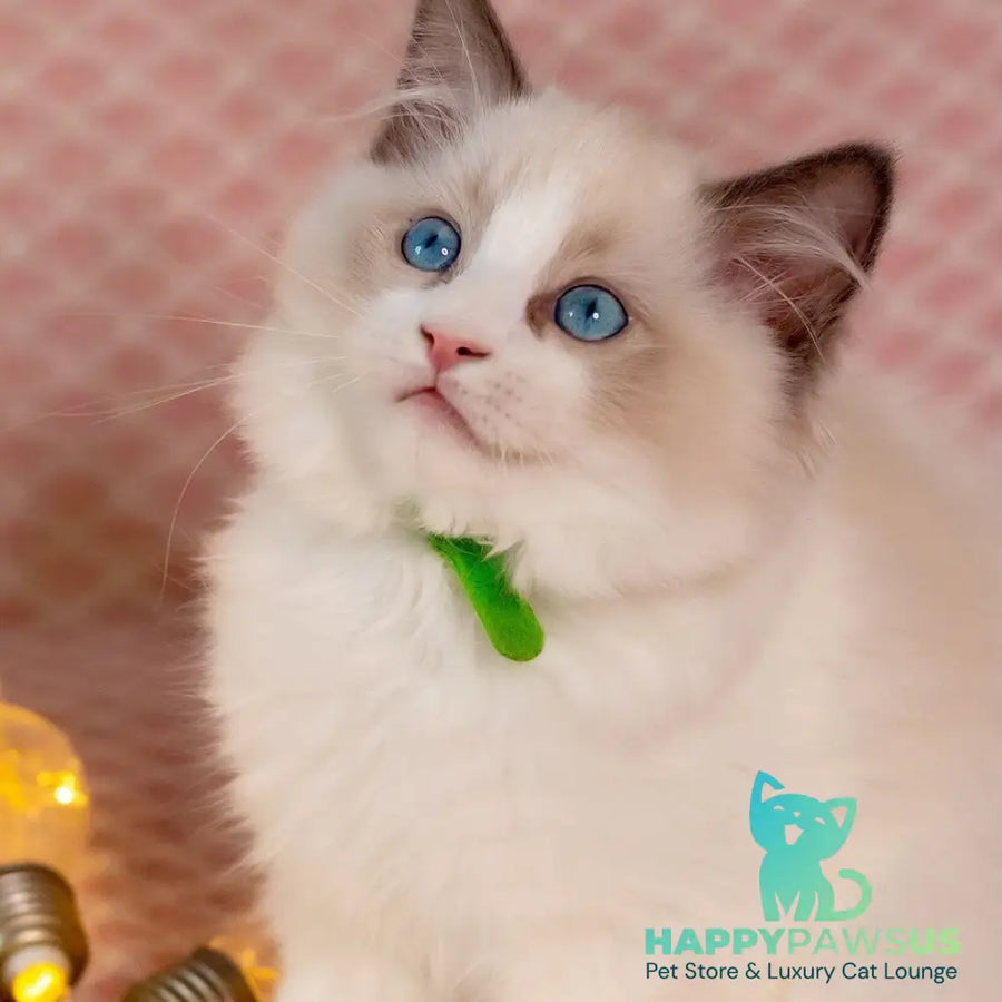 Lucas Ragdoll male blue bicolour - live animals