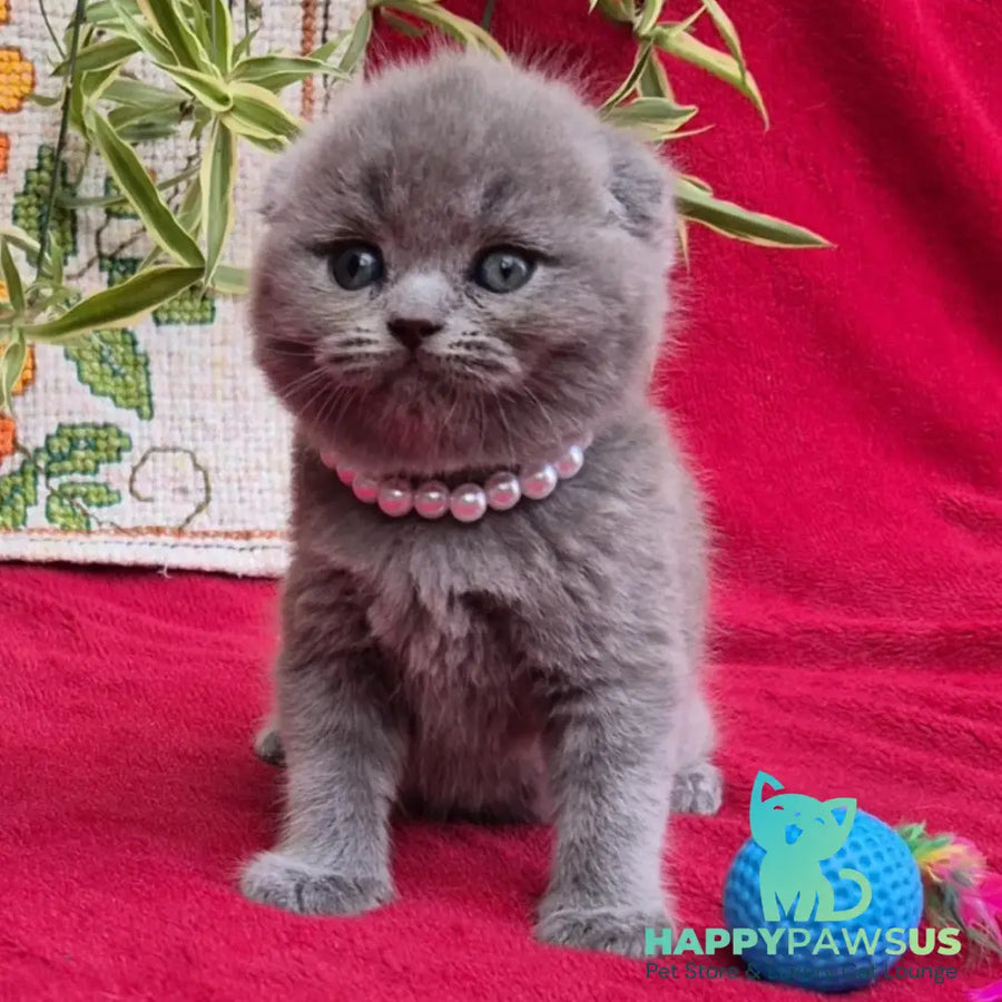 Lucas Scottish Fold male blue - live animals