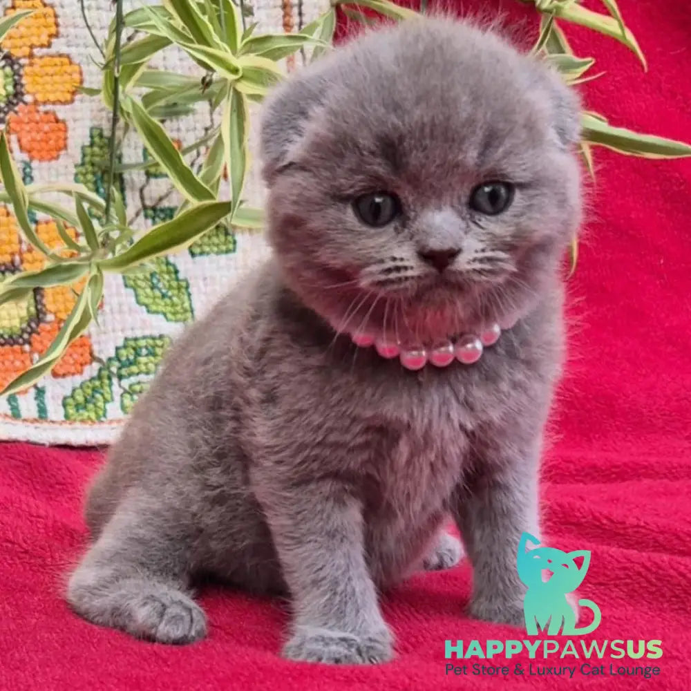 Lucas Scottish Fold male blue - live animals