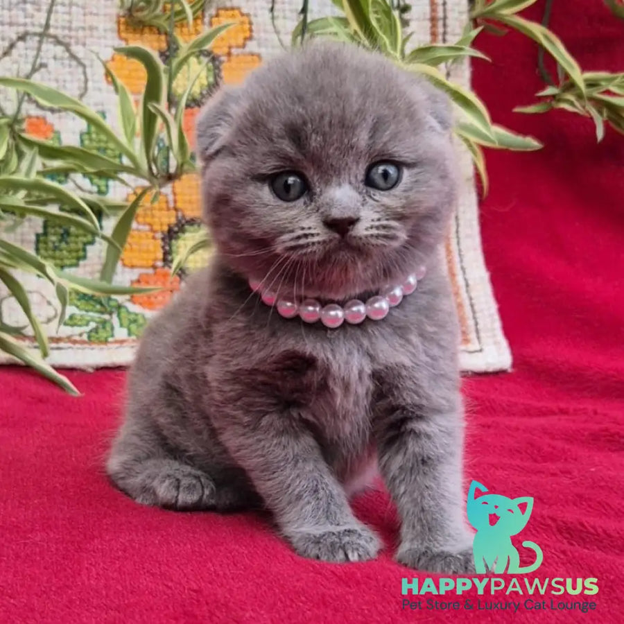Lucas Scottish Fold male blue - live animals