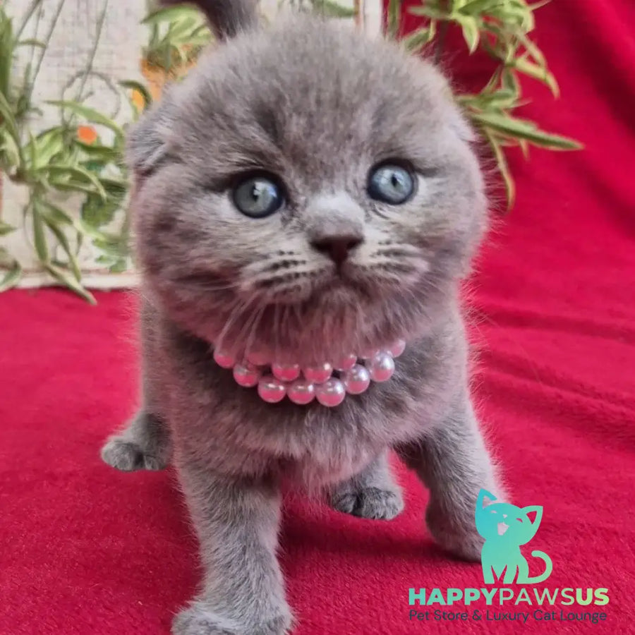 Lucas Scottish Fold male blue - live animals