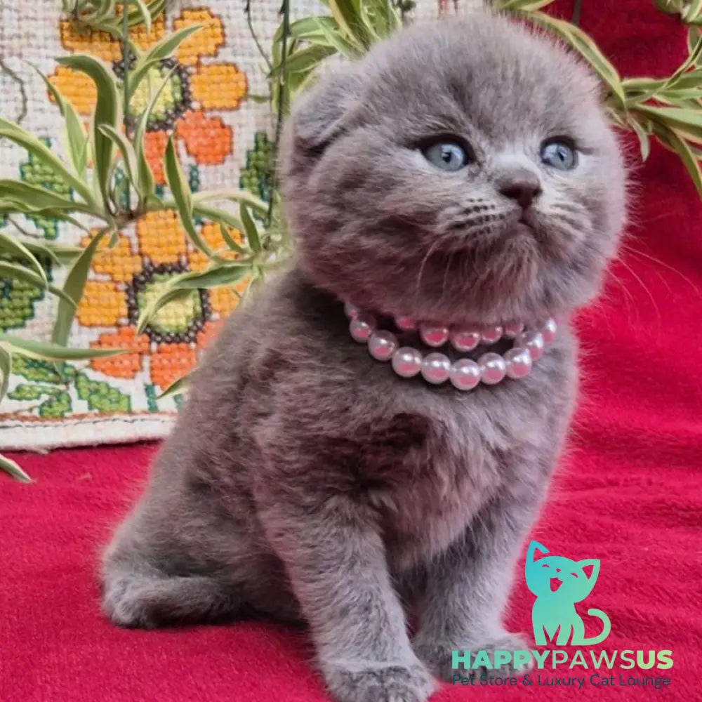 Lucas Scottish Fold male blue - live animals