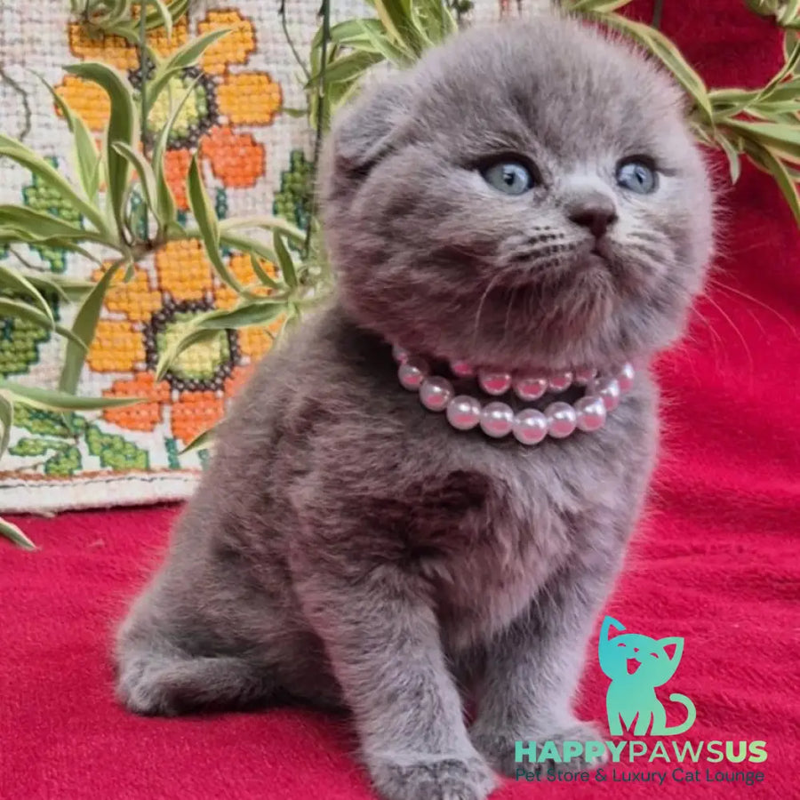 Lucas Scottish Fold male blue - live animals