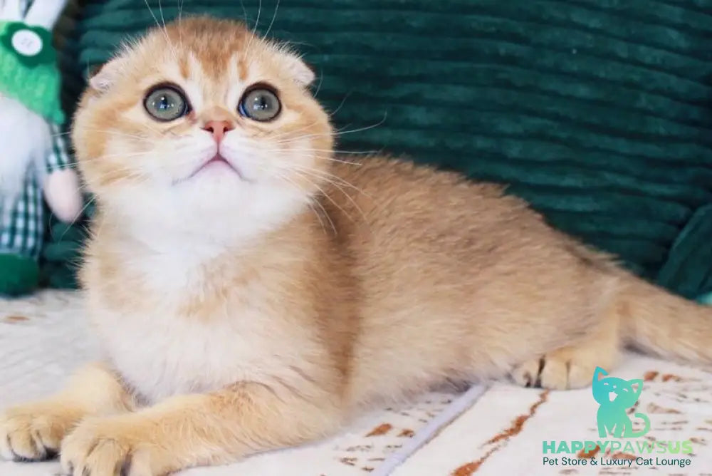 Lucas Scottish Straight male chocolate golden shaded - live animals