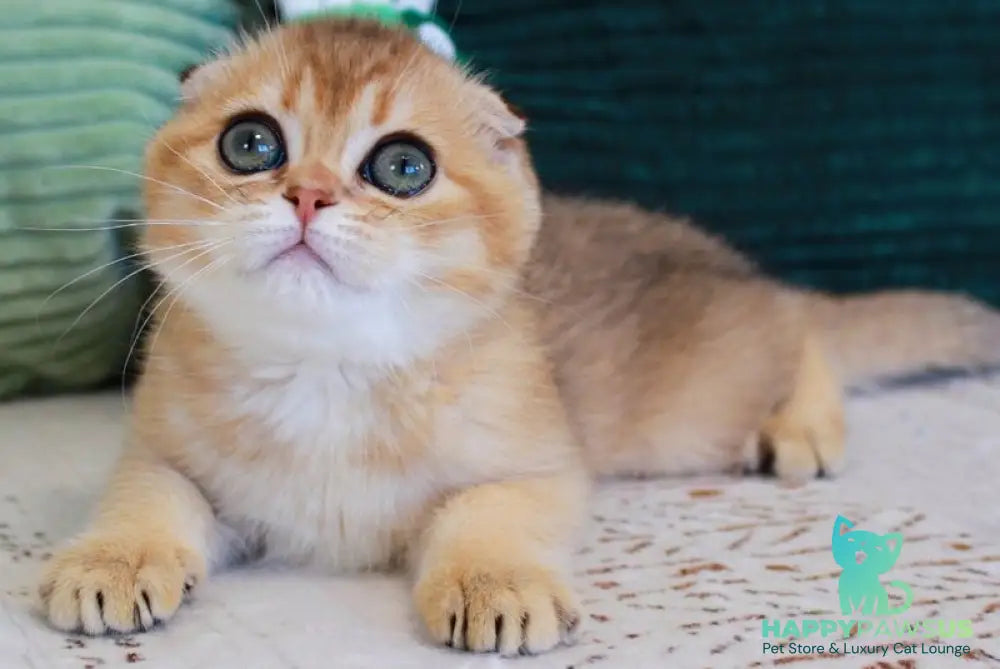 Lucas Scottish Straight male chocolate golden shaded - live animals