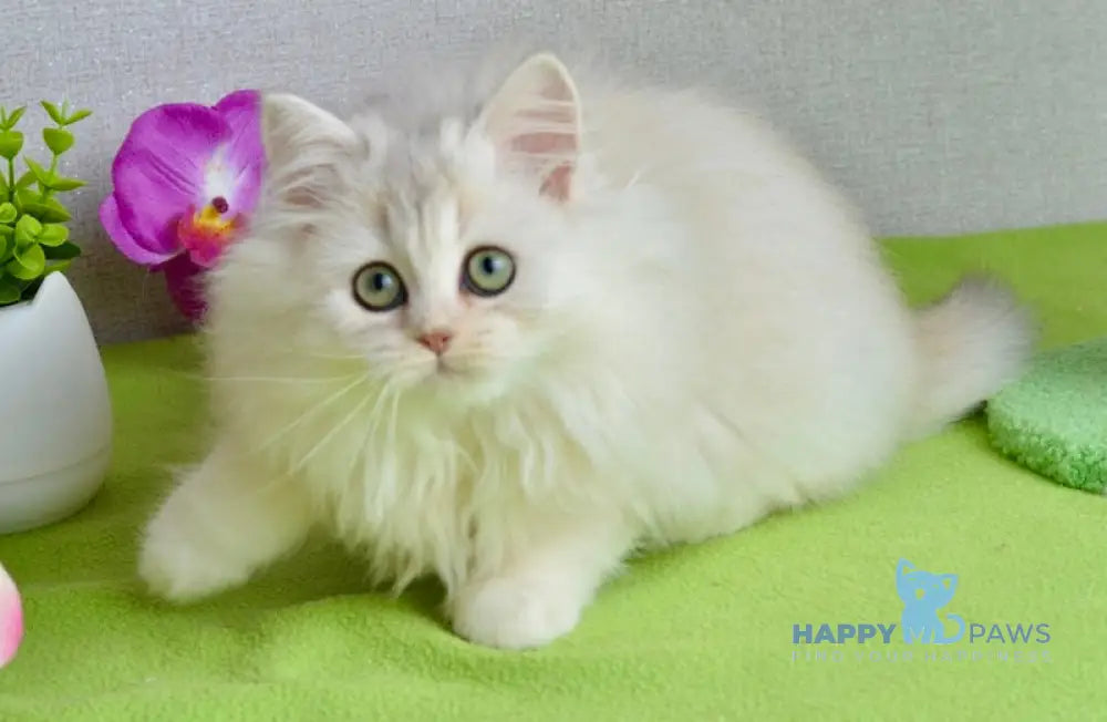 Lucas Scottish Straight male black silver shaded live animals