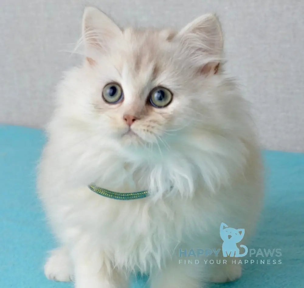 Lucas Scottish Straight male black silver shaded live animals