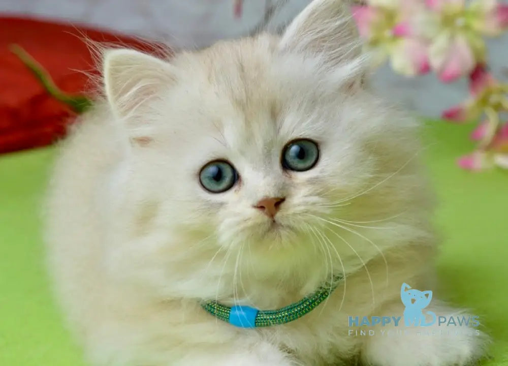 Lucas Scottish Straight male black silver shaded live animals