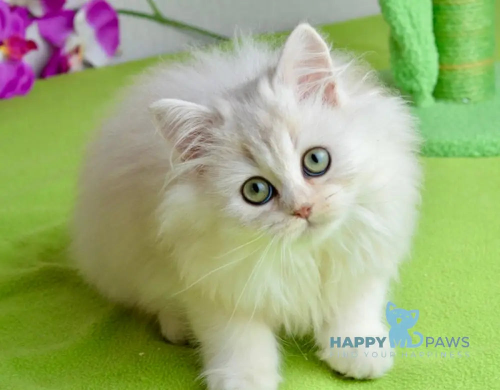 Lucas Scottish Straight male black silver shaded live animals