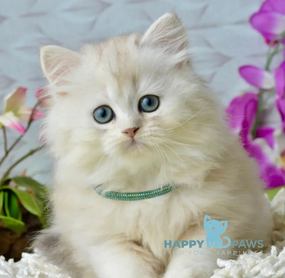 Lucas Scottish Straight male black silver shaded live animals