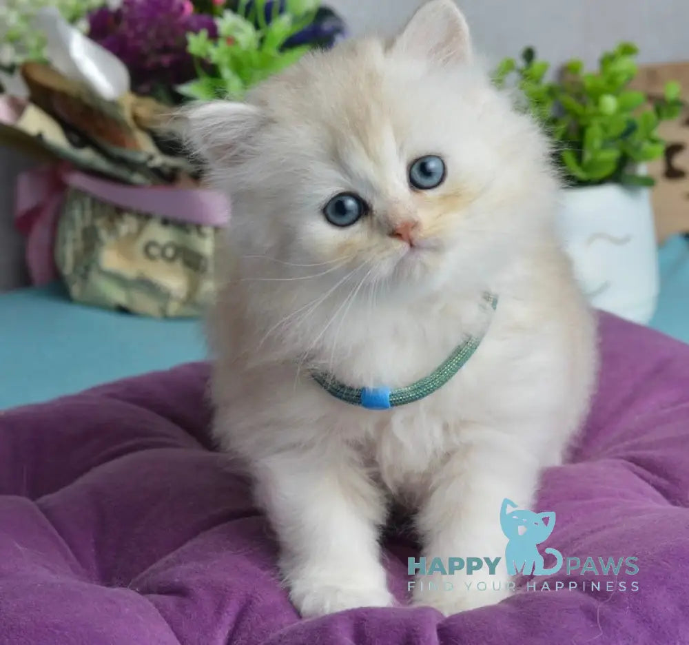 Lucas Scottish Straight male black silver shaded live animals