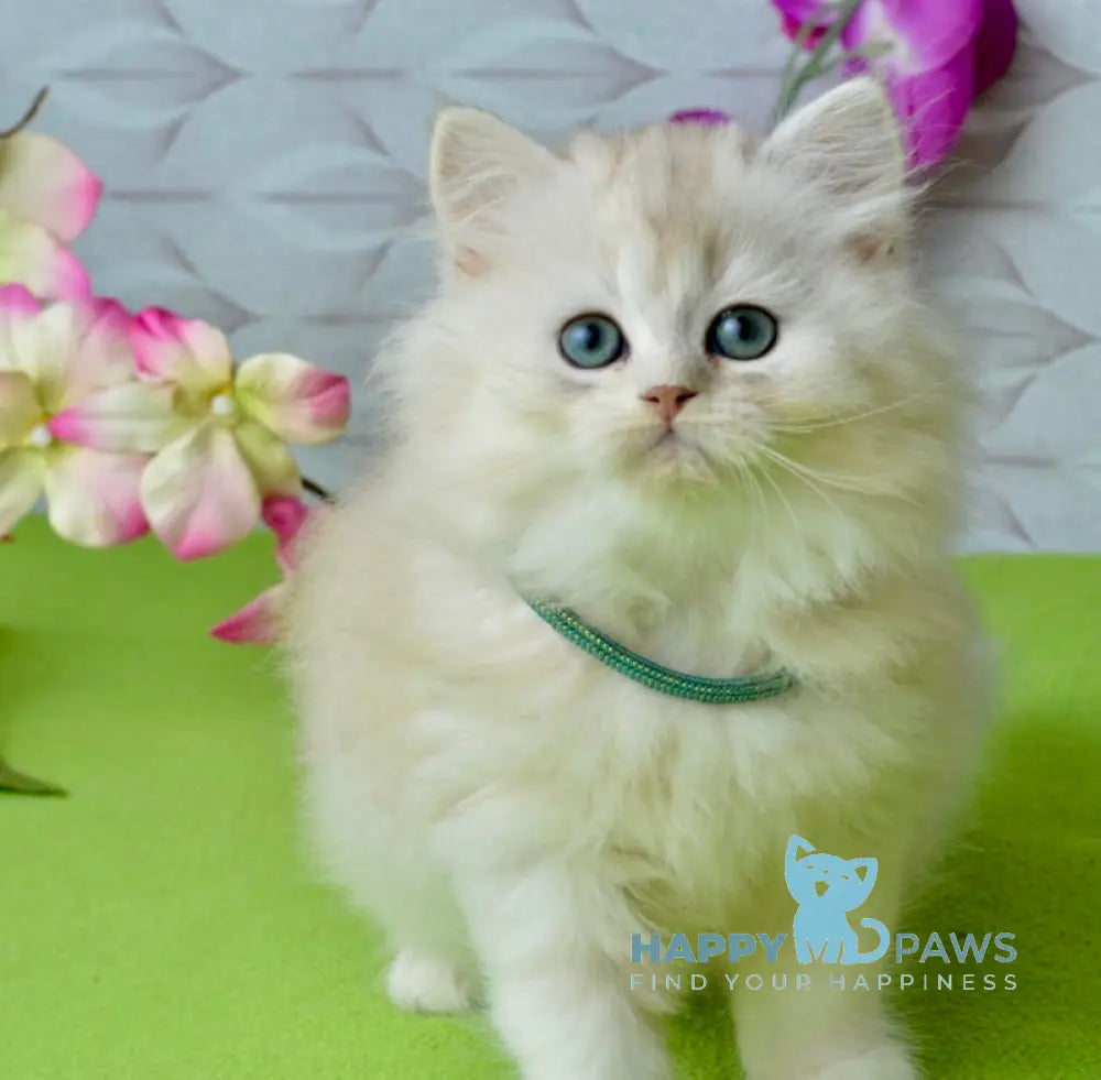 Lucas Scottish Straight male black silver shaded live animals