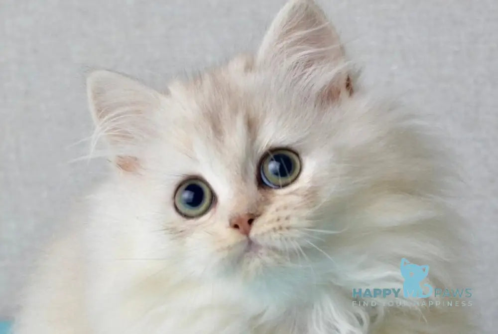 Lucas Scottish Straight male black silver shaded live animals