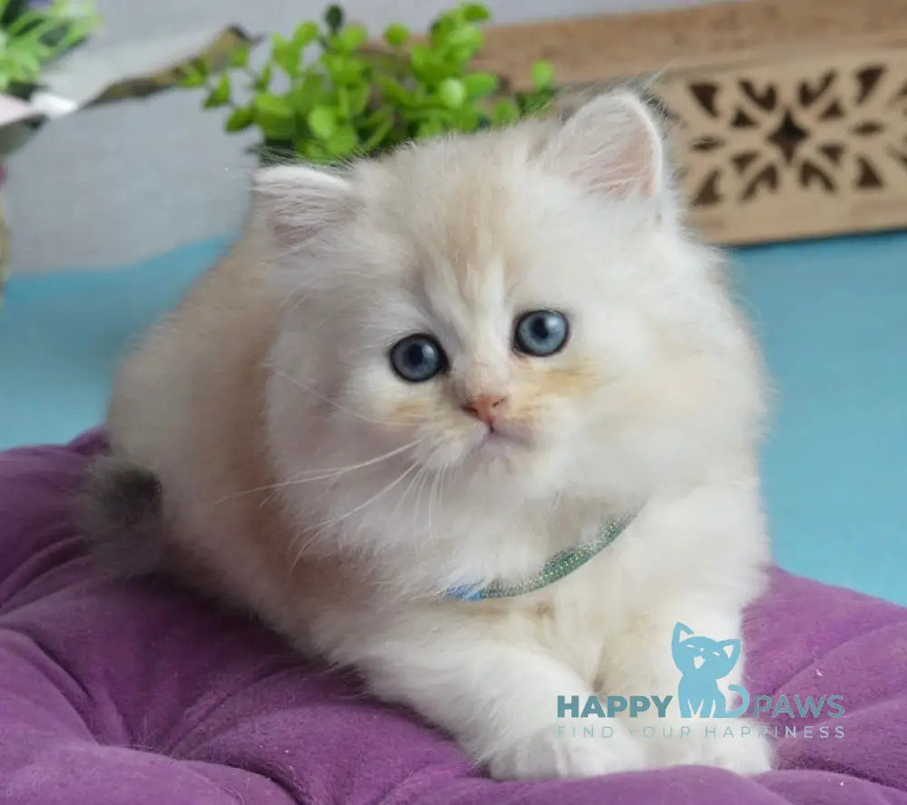 Lucas Scottish Straight male black silver shaded live animals