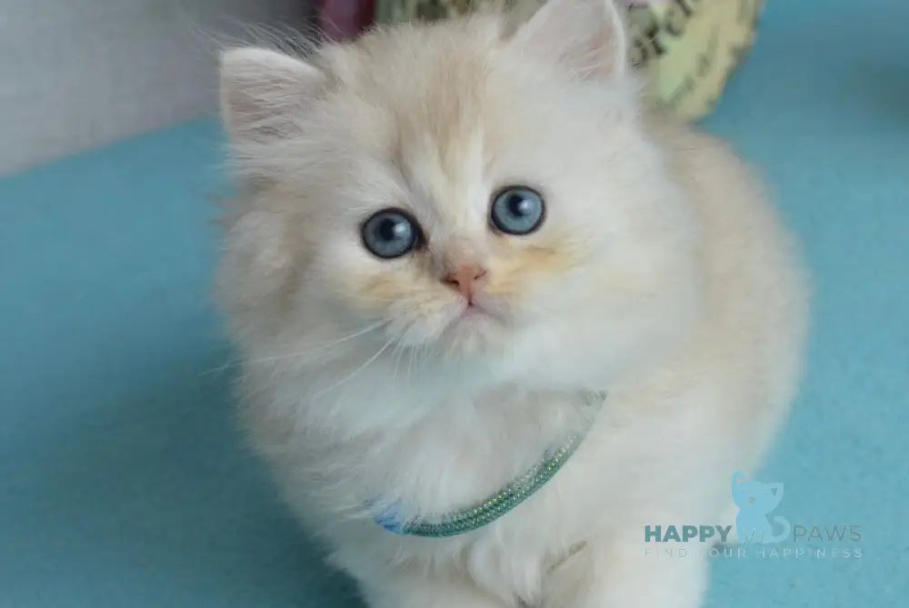 Lucas Scottish Straight male black silver shaded live animals