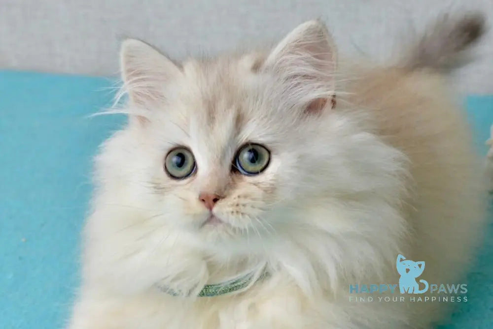 Lucas Scottish Straight male black silver shaded live animals