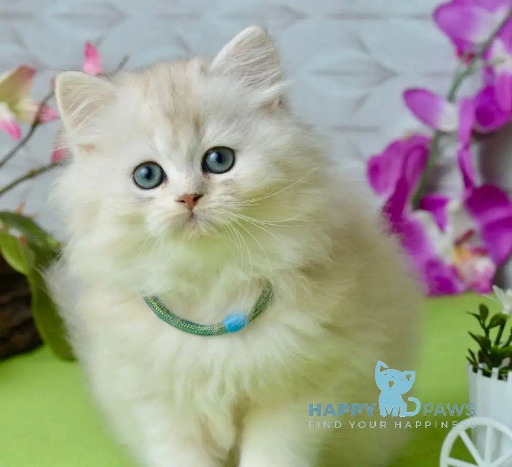 Lucas Scottish Straight male black silver shaded live animals