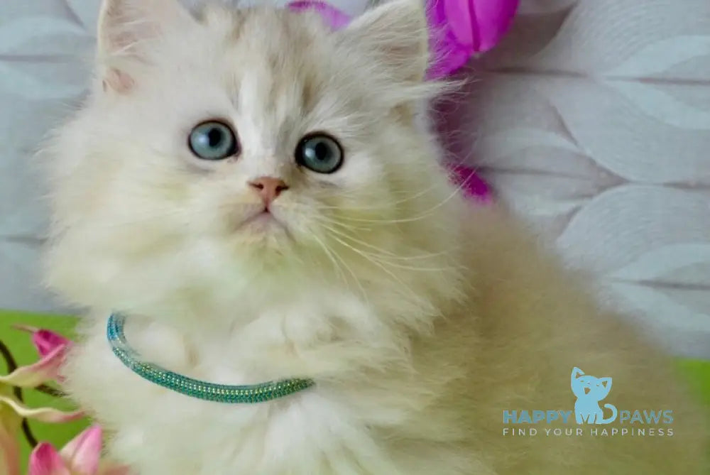 Lucas Scottish Straight male black silver shaded live animals