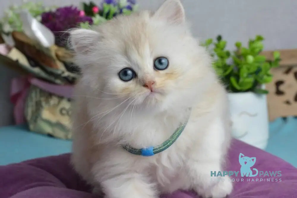 Lucas Scottish Straight male black silver shaded live animals