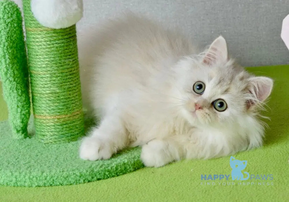 Lucas Scottish Straight male black silver shaded live animals