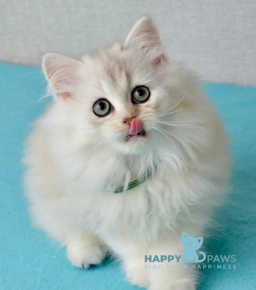 Lucas Scottish Straight male black silver shaded live animals