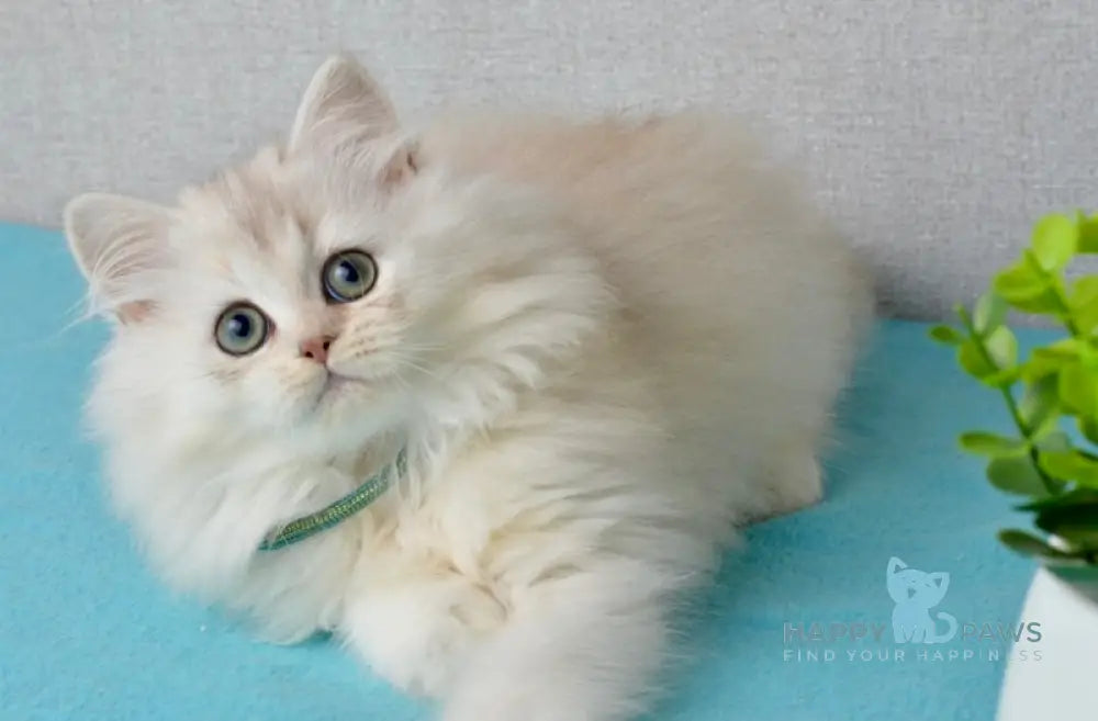 Lucas Scottish Straight male black silver shaded live animals