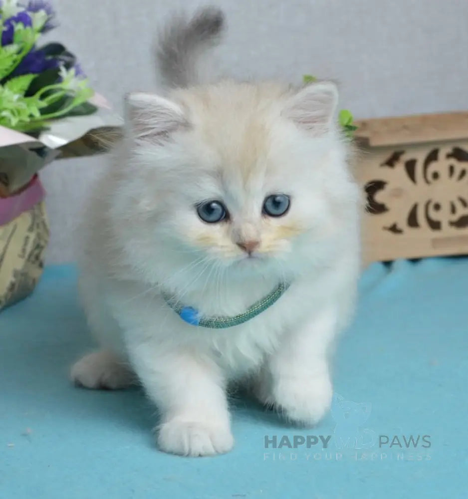 Lucas Scottish Straight male black silver shaded live animals