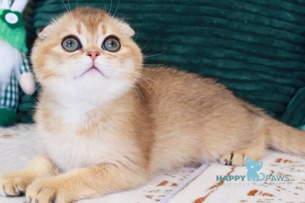 Lucas Scottish Straight male chocolate golden shaded - live animals