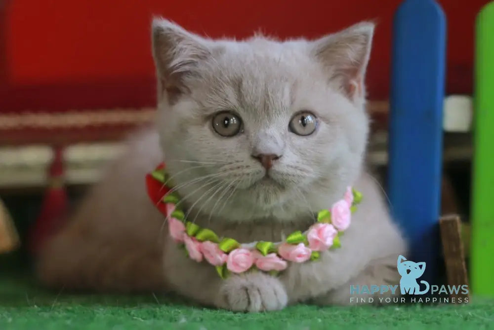 Luchia British Shorthair female fawn live animals