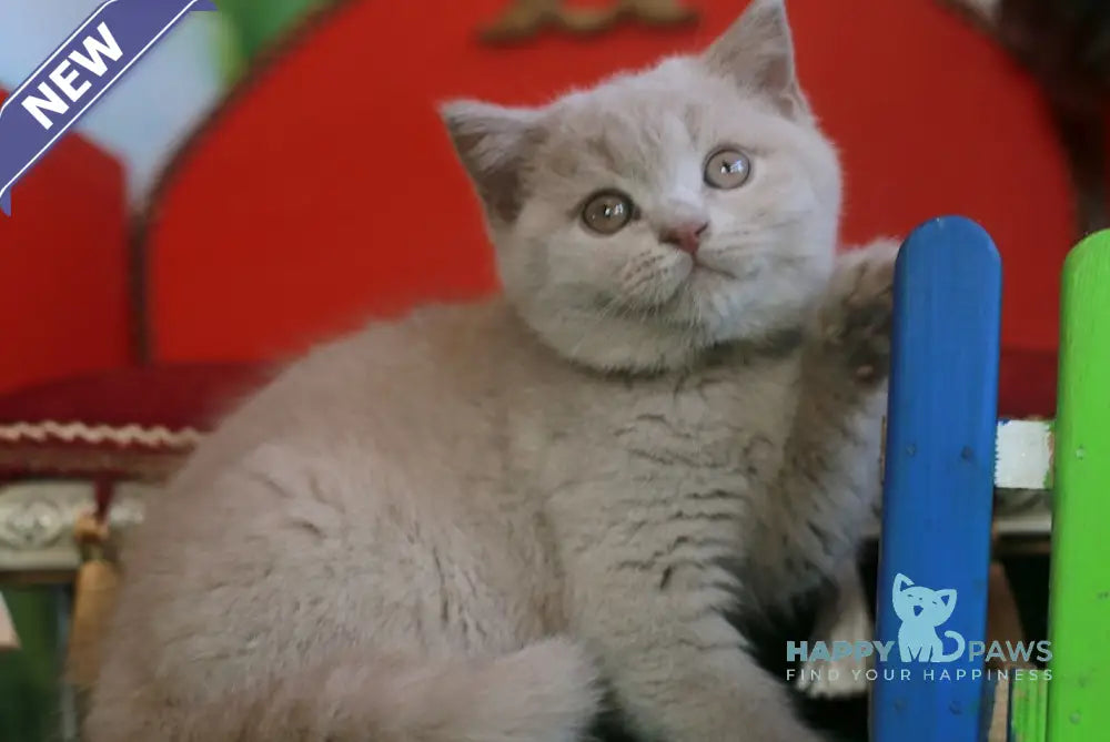 Luchia British Shorthair female fawn live animals
