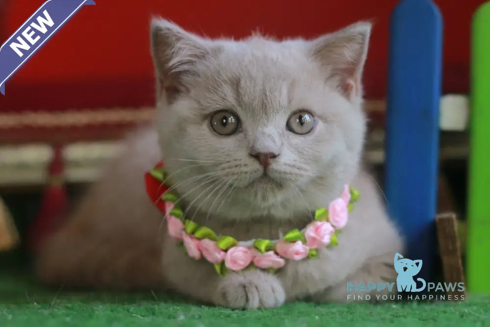 Luchia British Shorthair female fawn live animals