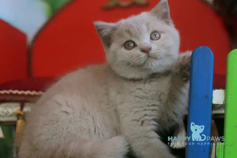 Luchia British Shorthair female fawn live animals