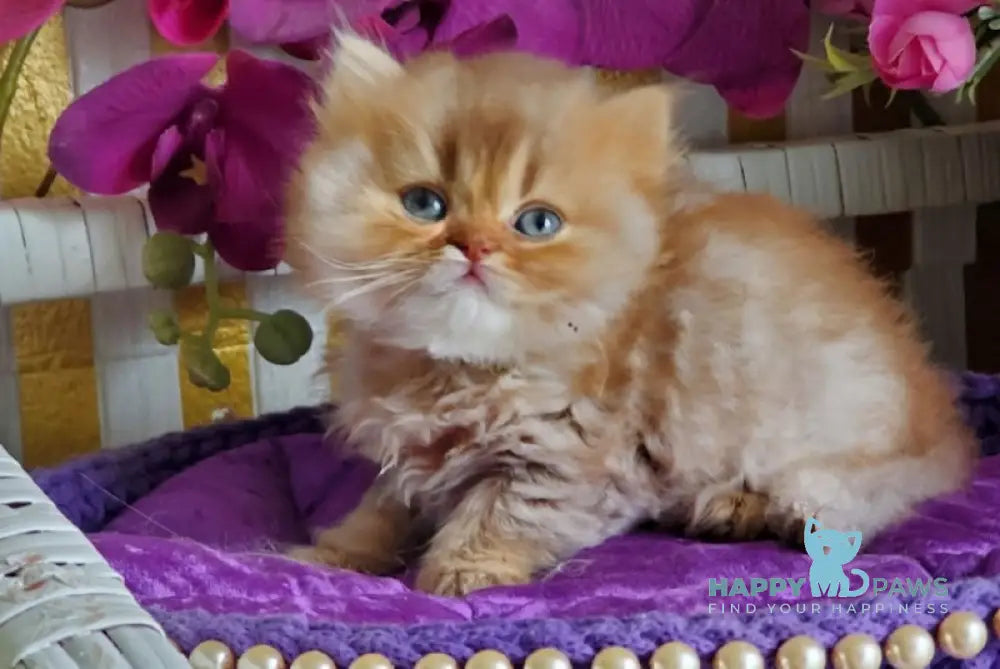 Luchic British Longhair male cinnamon ticked tabby live animals