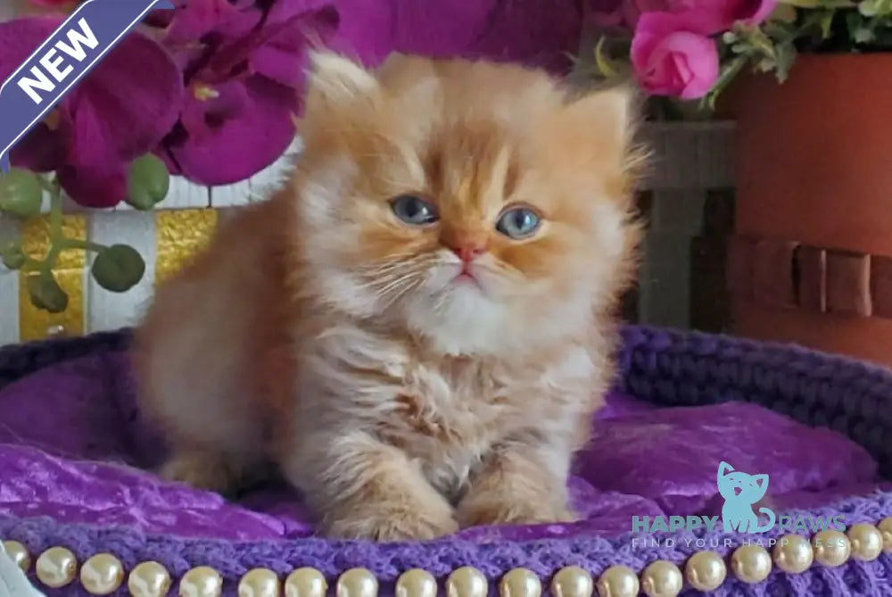 Luchic British Longhair male cinnamon ticked tabby live animals