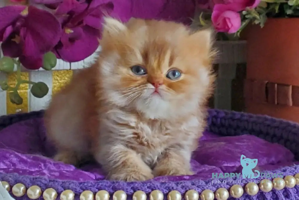 Luchic British Longhair male cinnamon ticked tabby live animals