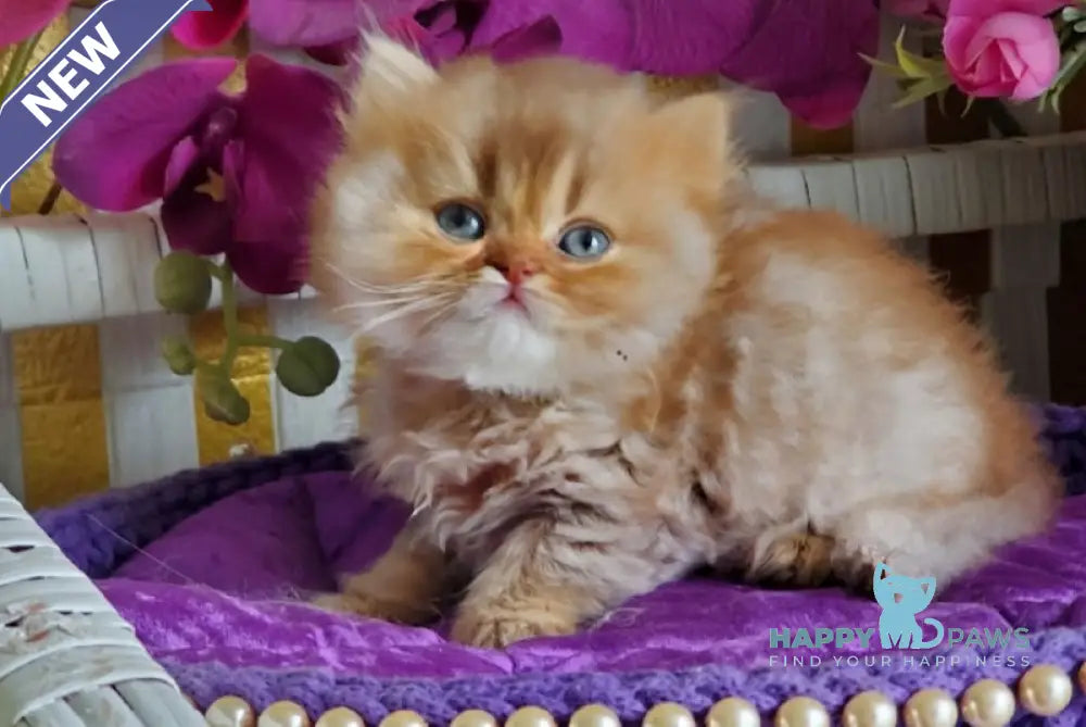 Luchic British Longhair male cinnamon ticked tabby live animals