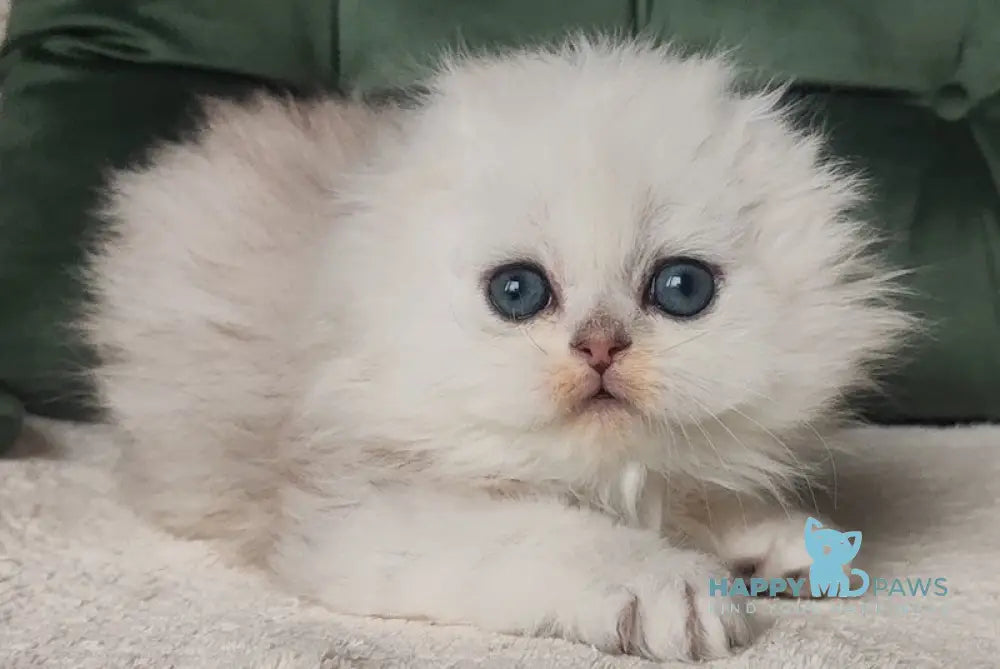 Luchik Scottish Fold male black silver shaded live animals