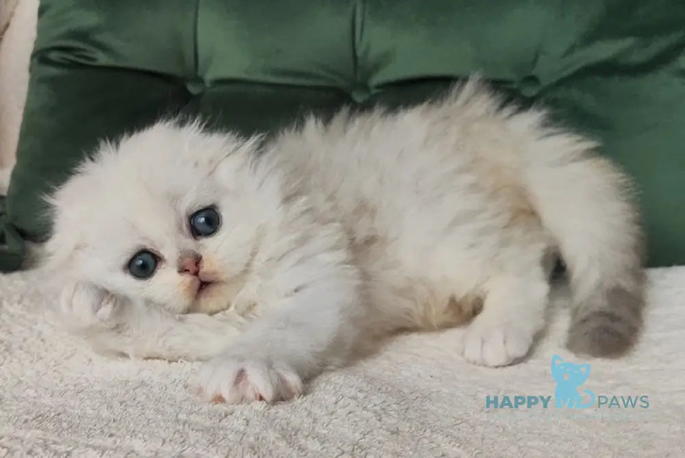 Luchik Scottish Fold male black silver shaded live animals